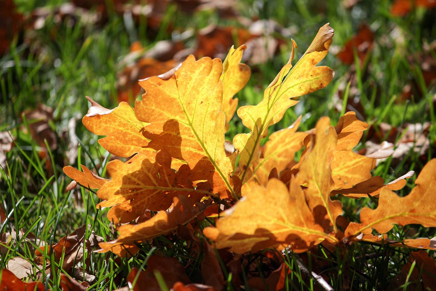 осень, КарОл