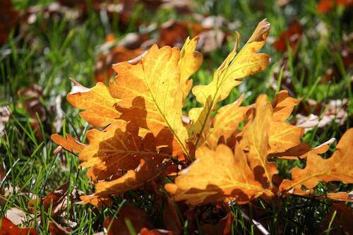 На Про Свет