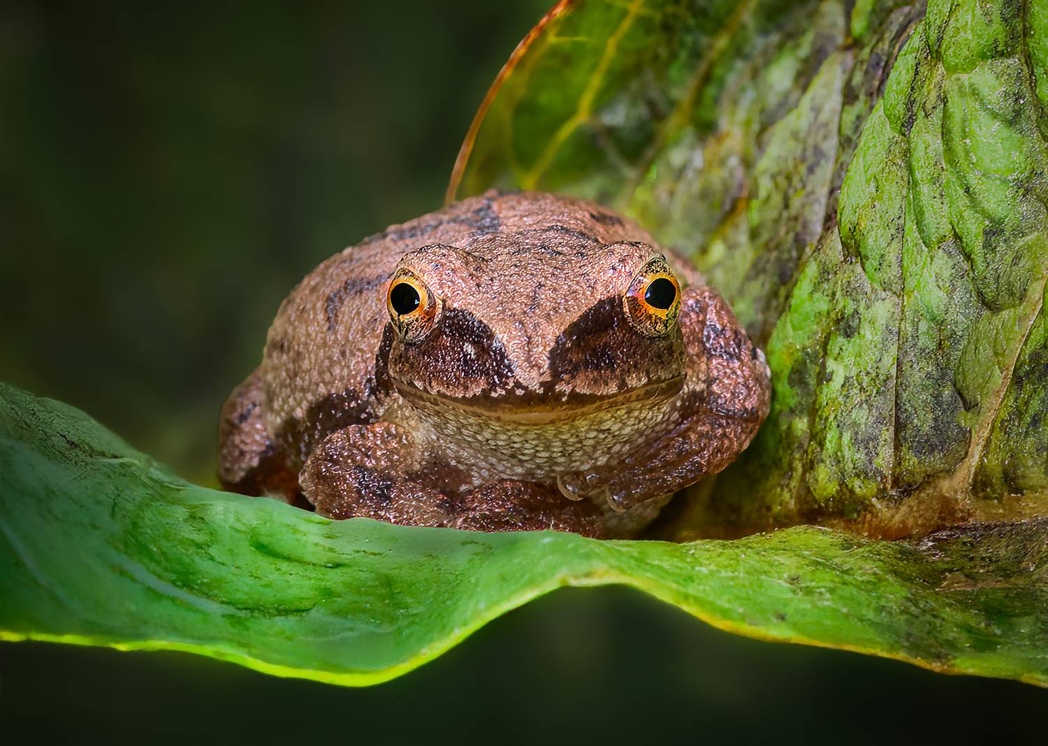 frog, reptile, leaf, amphibian, flower, macro, sunrise, sunset, closeup,, Atul Saluja