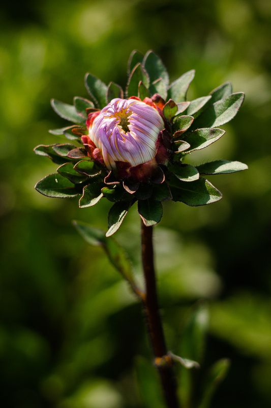 макро фотография, фото цветов, Летнее пробуждение фото превью