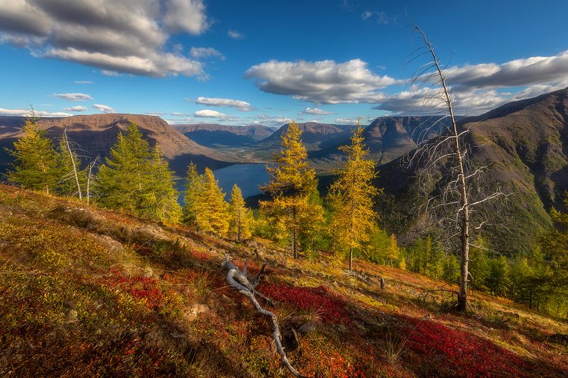 плато путорана, озеро лама, природа, туризм, норильск, красноярский край, осень, пейзаж, Краски осени на Плато Путорана. фото превью