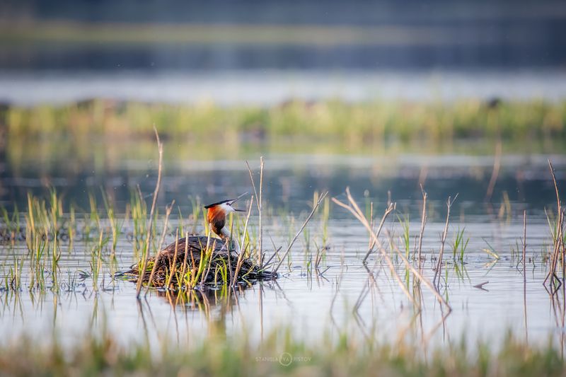 Чомга на гнезде фото превью