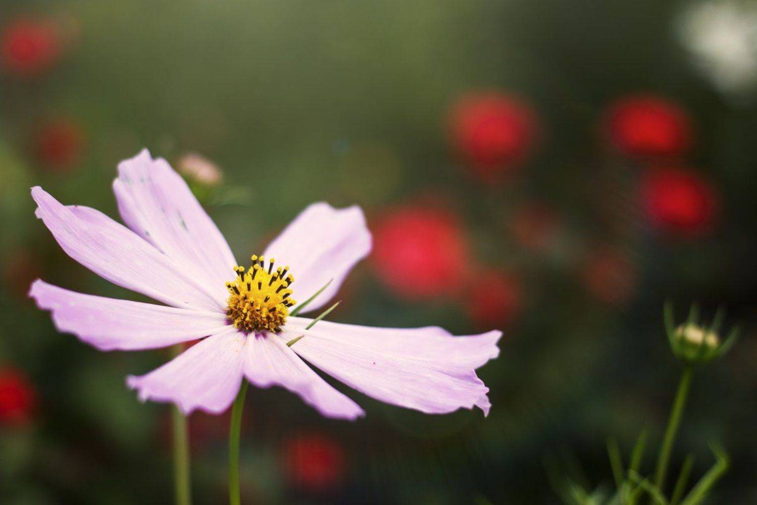 цветы, природа, valeko