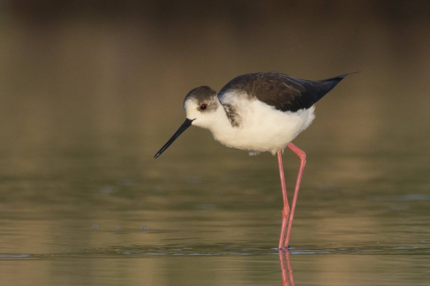 ходулочник, кокилобегач, Евгени Стефанов