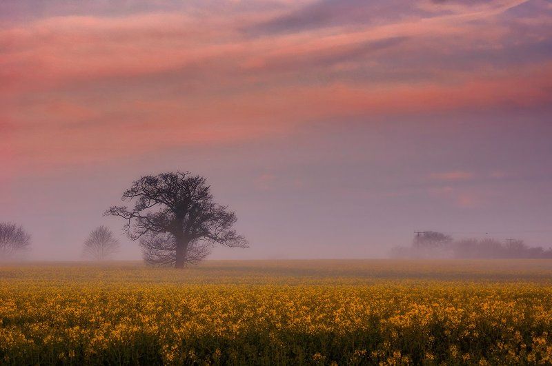 Misty morning фото превью