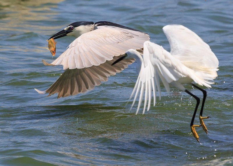 В погоне за золотой рыбкой! фото превью
