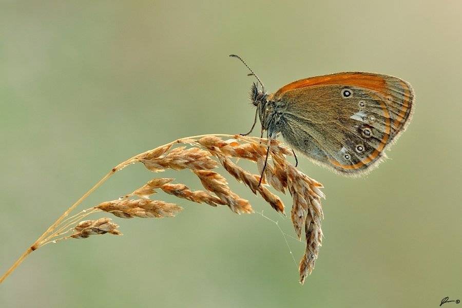 Butterfly, Insect, Macro, Makro, Nature, Mariusz Oparski