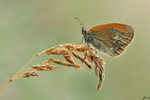Coenonympha glycerion