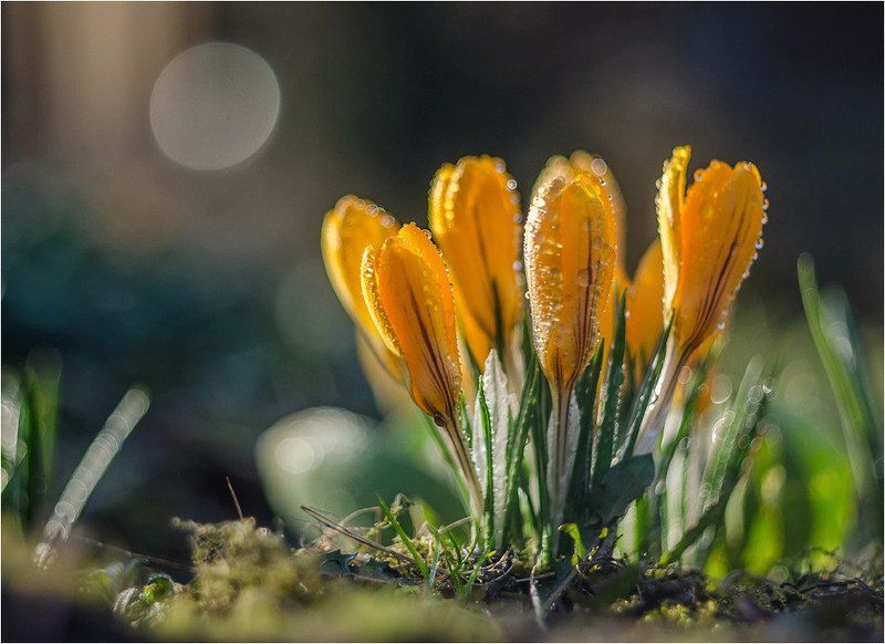 крокуси, макро, боке, весна, квіти, роса  фото превью
