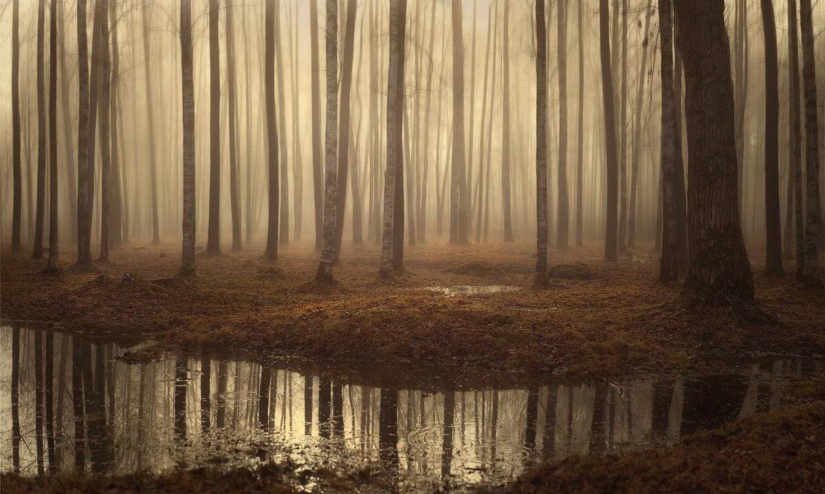 landscape, апрель, весна, питер, пушкин, рассвет, туман, царское, царское село, пейзаж, landscape, tsarskoyeselo, Таня SHE (Aiya)