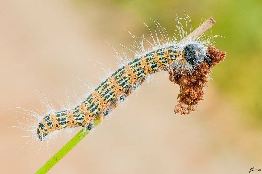 Insect, Macro, Makro, Nature, Mariusz Oparski