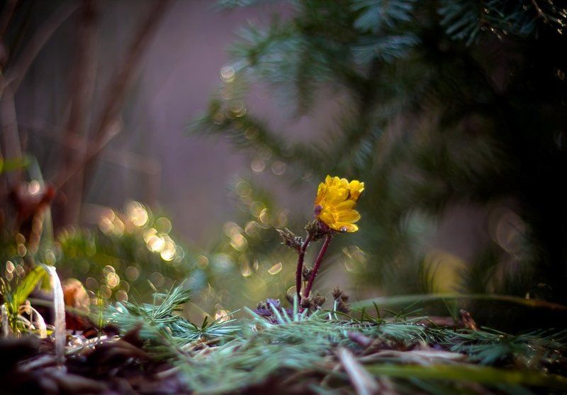 Радуясь весне... фото превью