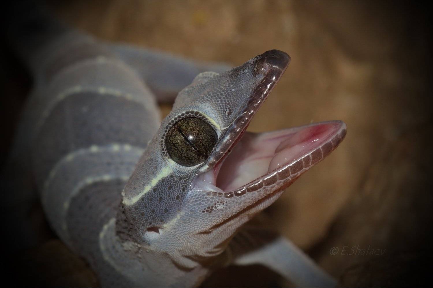 Cyrtodactylus pulchellus, Geckos, Lizards, Reptilia, Геккон, Рептилия, Циртодактилюс малайский, Ящерица, Евгений