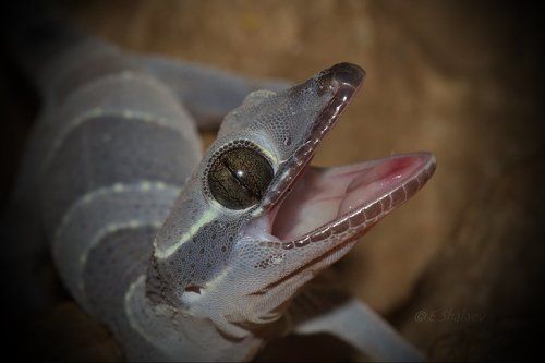 Циртодактилюс малайский - Cyrtodactylus pulchellus