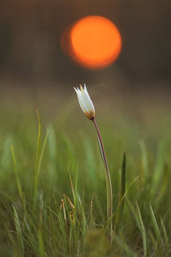 Закат, Тюльпан, Тюльпан дубравный, Тюльпан скифский, Роман Рысь