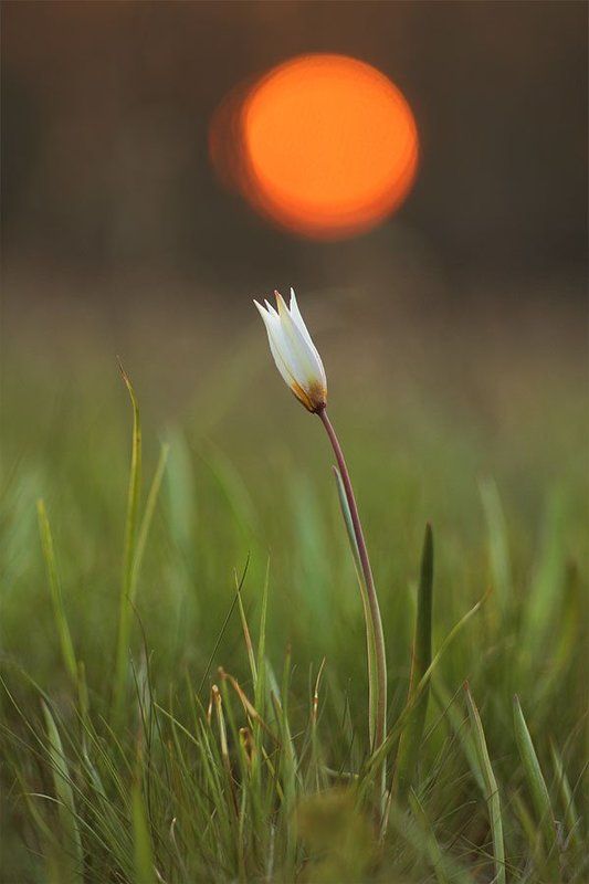 Big Japanese фото превью
