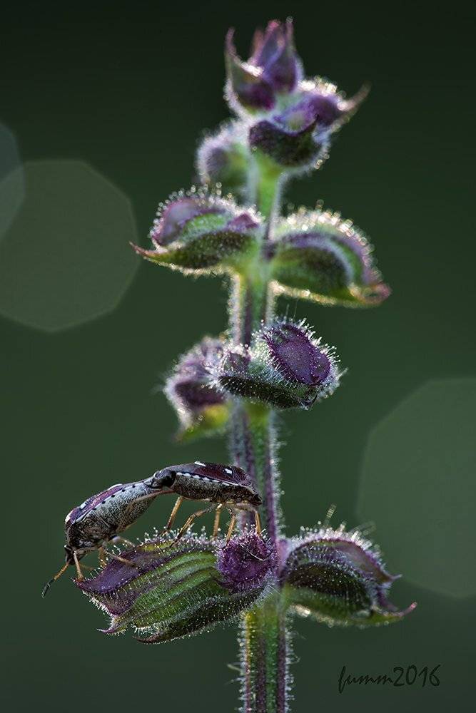 , Игорь ФУММ