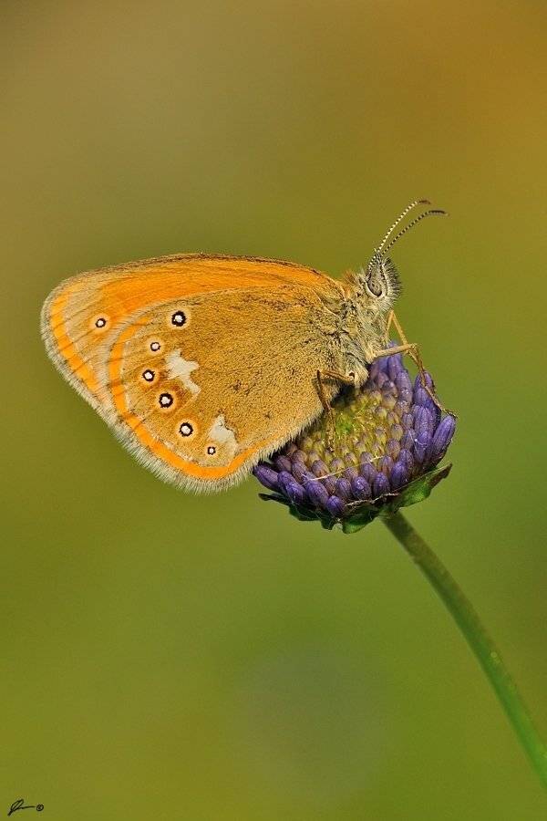 Butterfly, Insect, Macro, Makro, Nature, Mariusz Oparski
