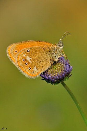 Coenonympha glycerion