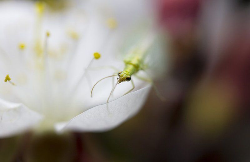 Зацвели абрикосы... фото превью