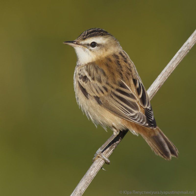 Камышевка барсучок Камышевка-барсучок. фото превью
