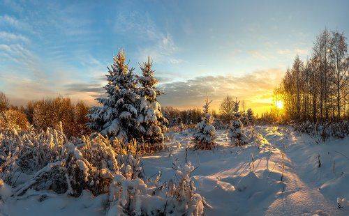 Лесная семья.