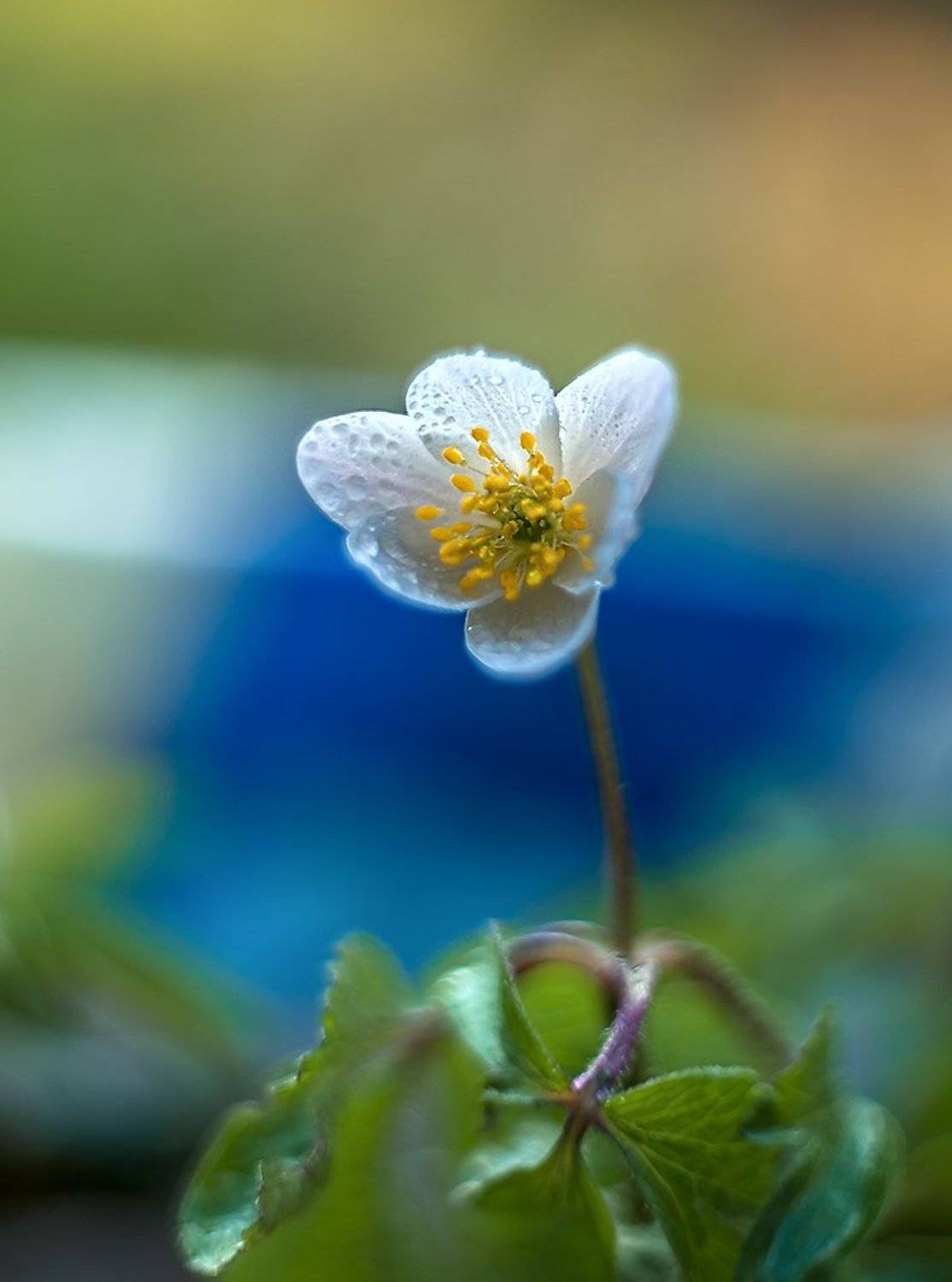 , Валерий Смирнов