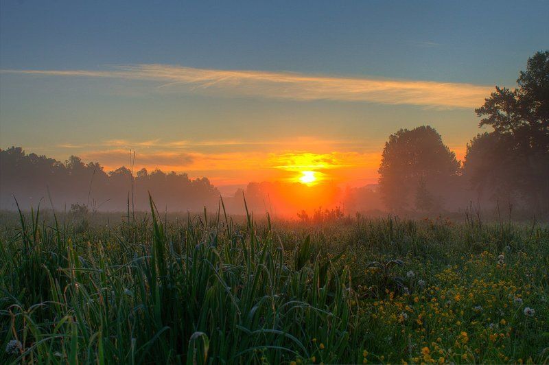 canon, лес, лето, пейзаж, природа, россия, солнце, туман В траве фото превью