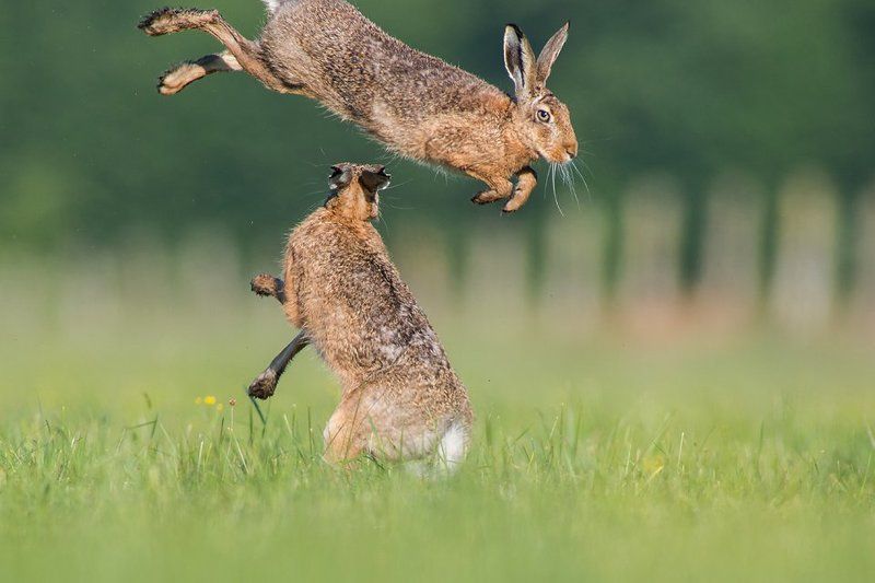 Hare