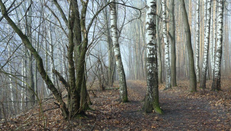 О прозрачности весеннего утра фото превью