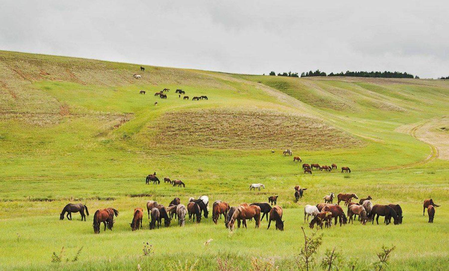 , Ольга Свистунова
