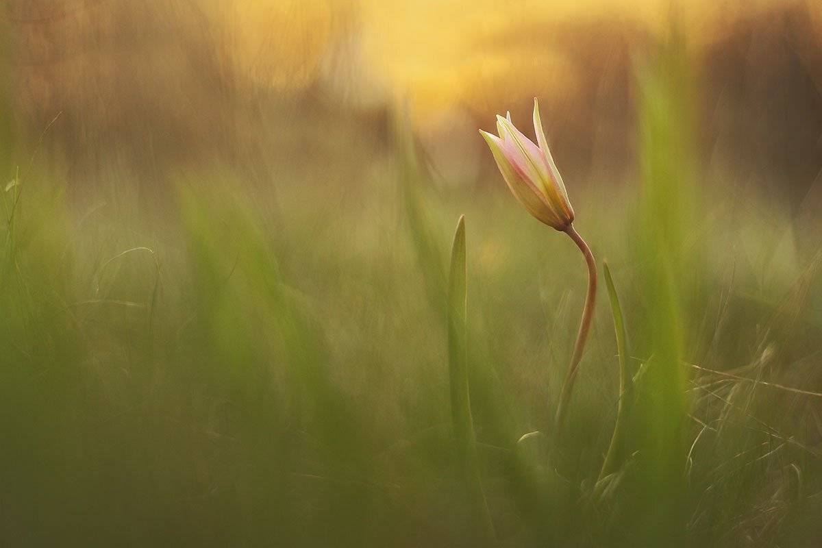 , Роман Рысь