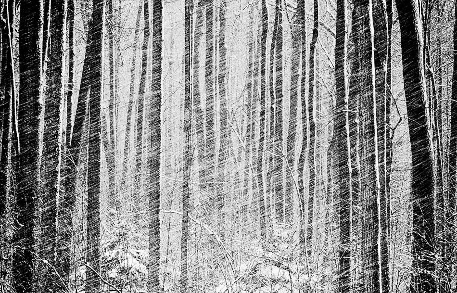 Весна, Лес, Снег, Олег Тыркин