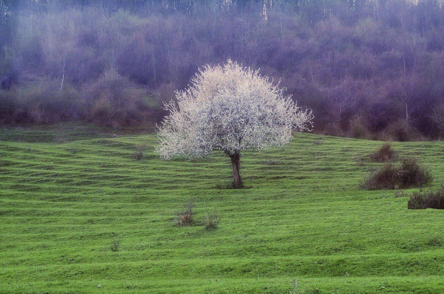 слива март поляна., Евгений Никишин