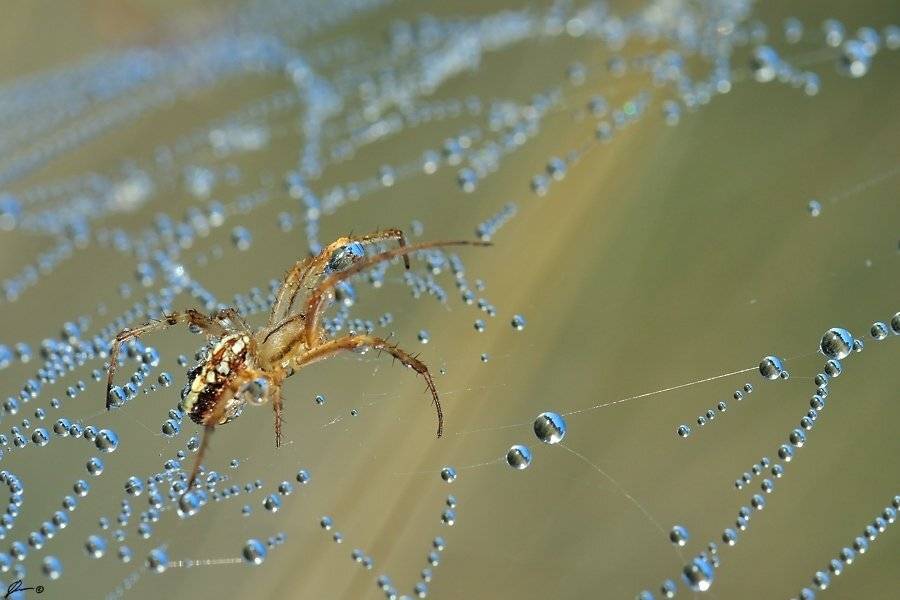 Macro, Makro, Nature, Spider, Mariusz Oparski