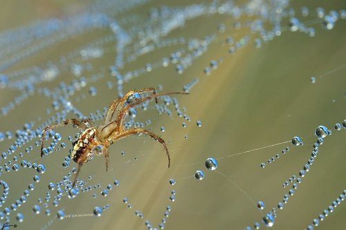 Neoscona adianta