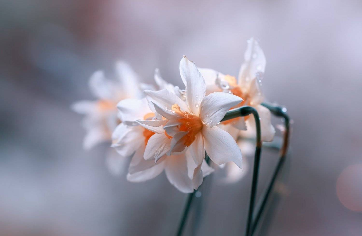 , Владимир Князев