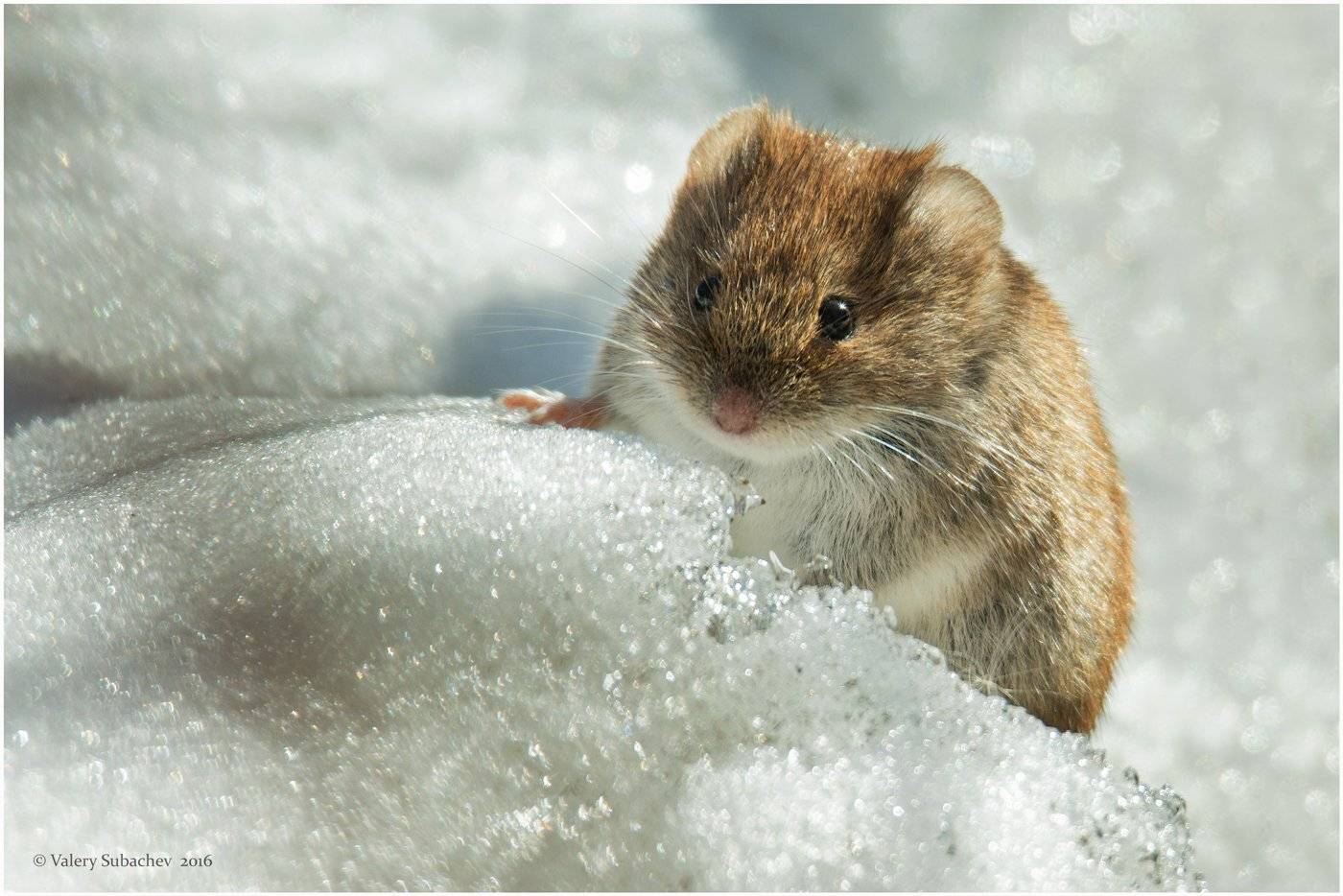 мышь, полевка, Валерий Субачев
