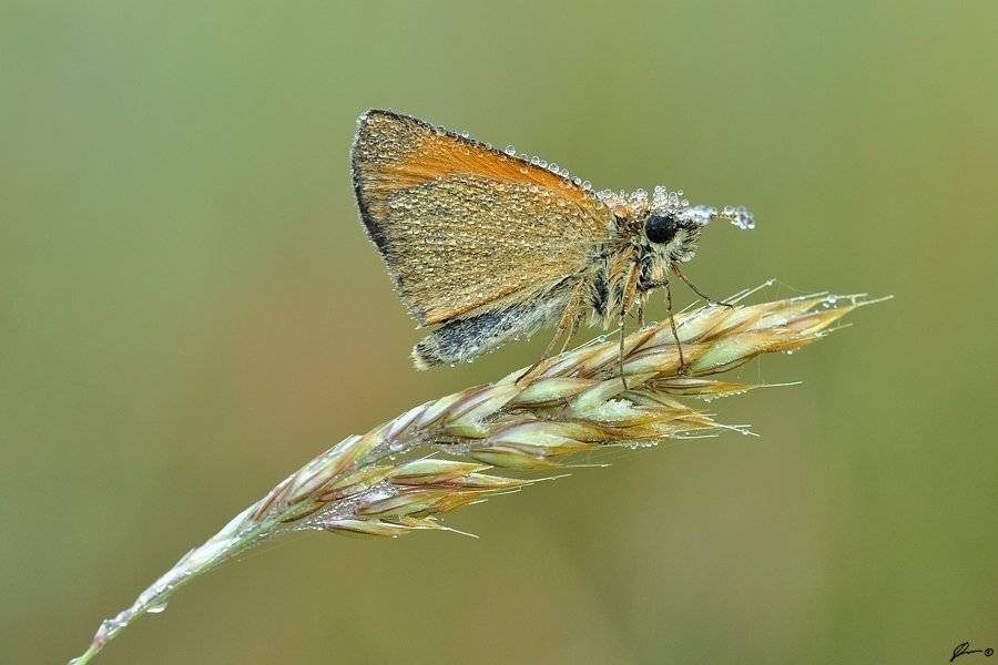 Butterfly, Insect, Macro, Makro, Nature, Mariusz Oparski