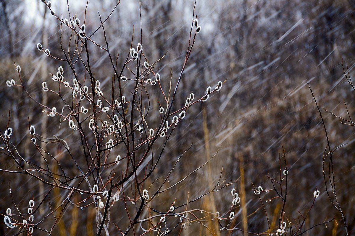 , Николай Морский