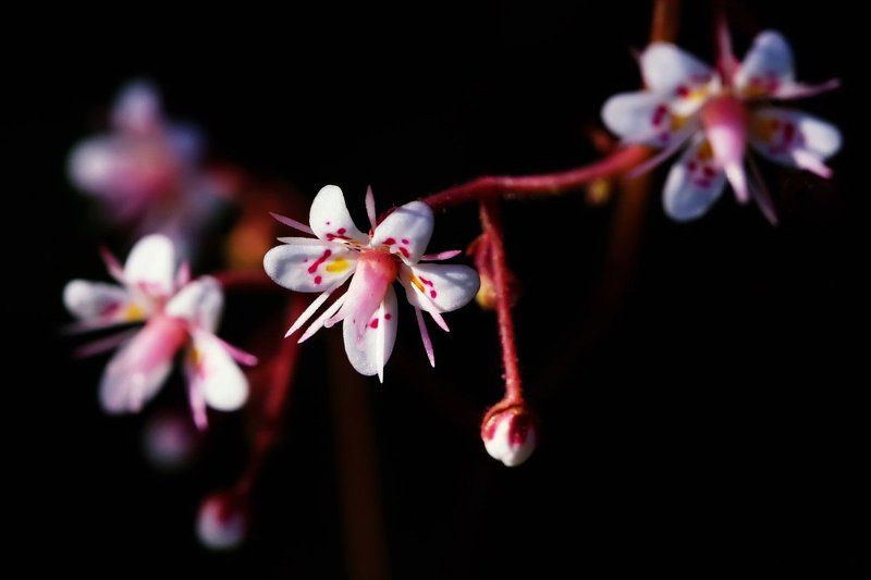 цветы, природа, камнеломка, saxifraga urbium Сактифрага урбиум фото превью