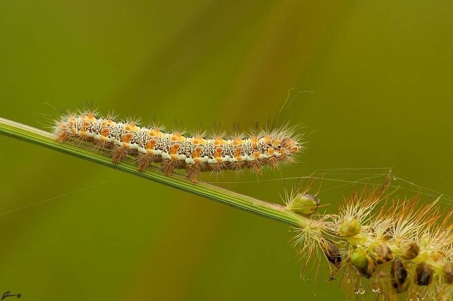 Insect, Macro, Makro, Nature, Mariusz Oparski