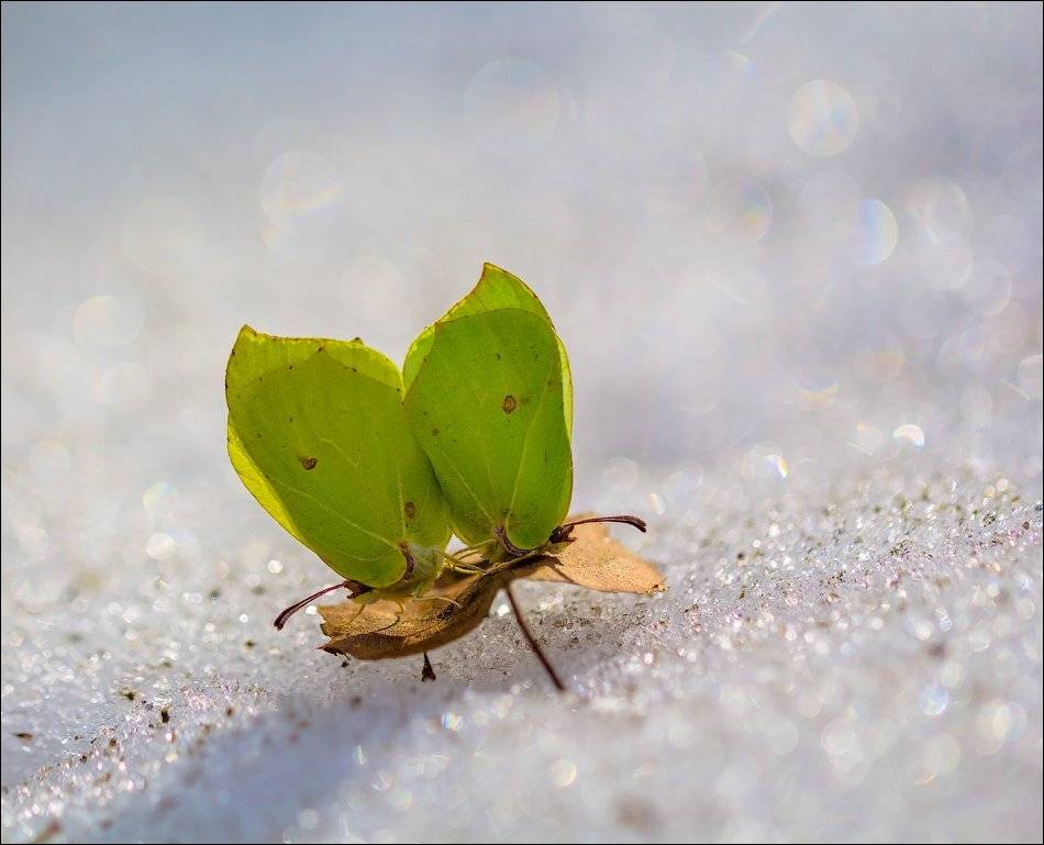 , Бурлов Андрей