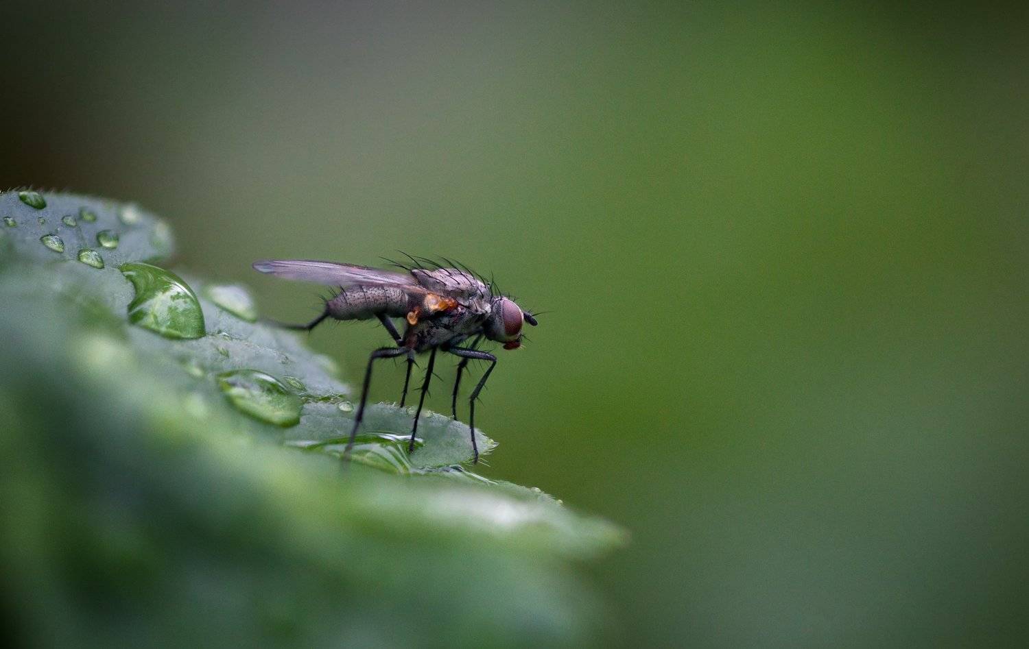 , Эльдар Гуртуев