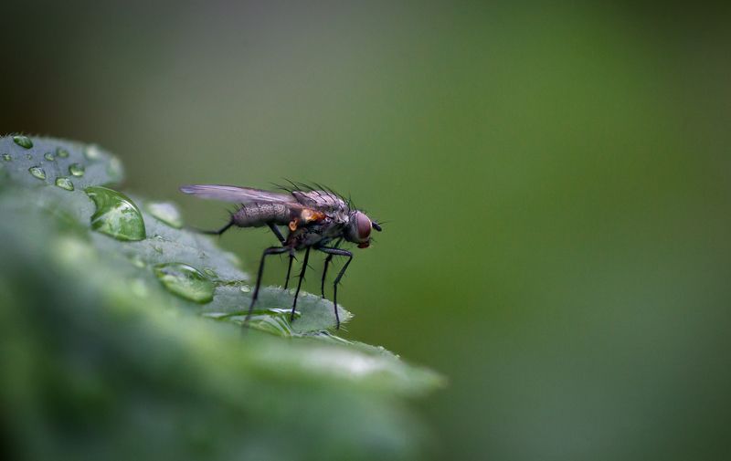 Постигая азы макро... фото превью