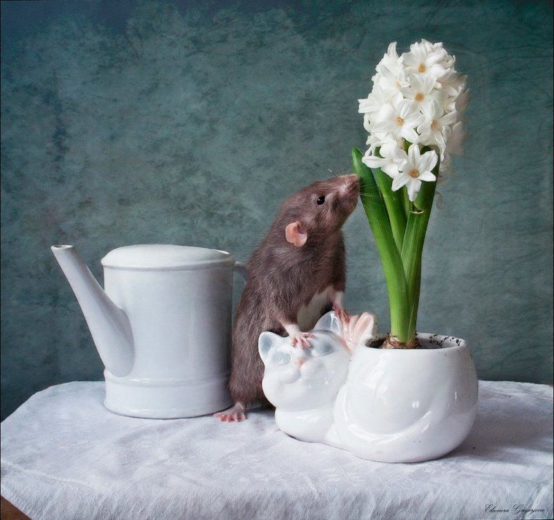 Гиацинты, Крыса дамбо, Крысиные истории, Крысолов Крысиные истории. Приключения продолжаются фото превью