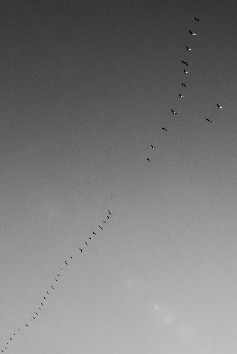 Весна, Гуси, Прилетели, Ч/б, Борис Раба