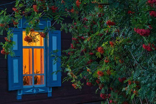 Рябина у окна