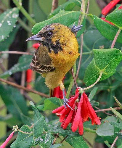 Oriole. Цветной трупиал или Иволга
