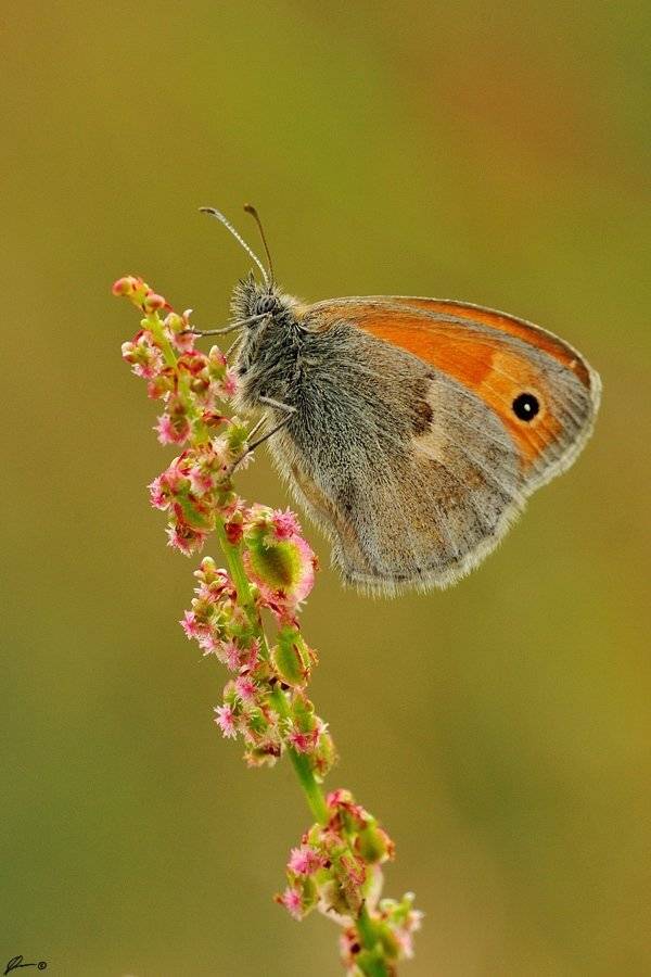 Butterfly, Insect, Macro, Makro, Nature, Mariusz Oparski
